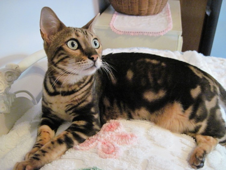 Бенгальская кошка