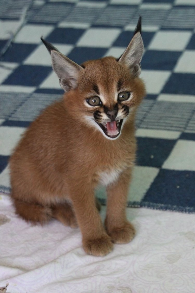 Котята породы каракал