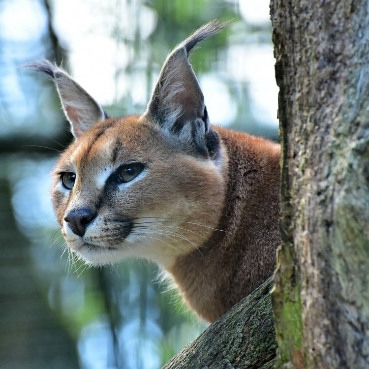 Каракал котенок