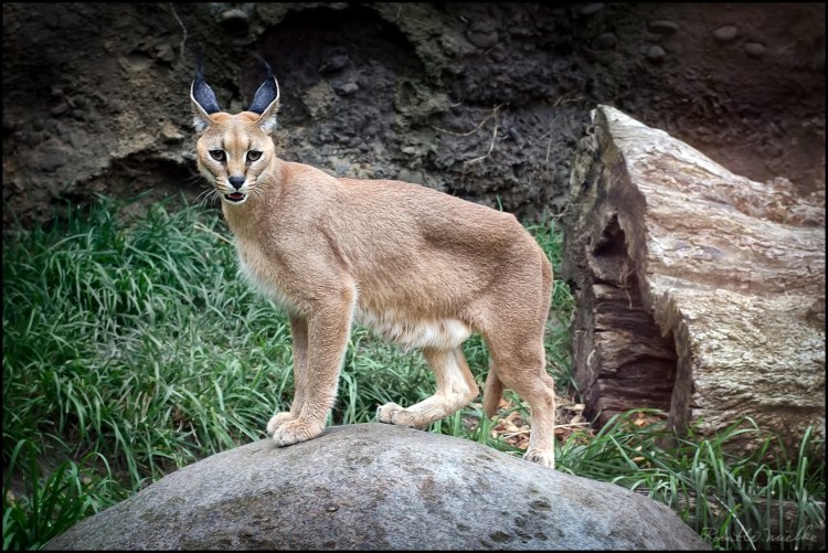 Каракал и Ашера