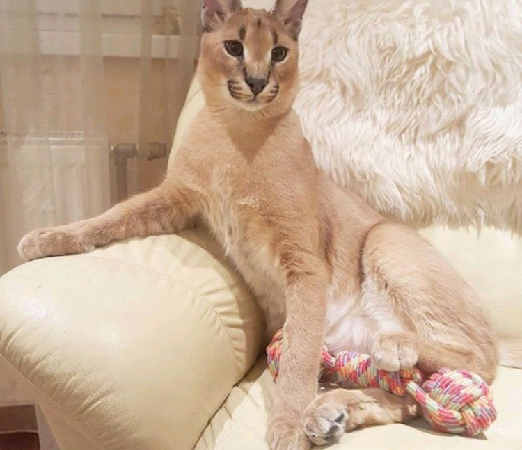 Каракал кошка