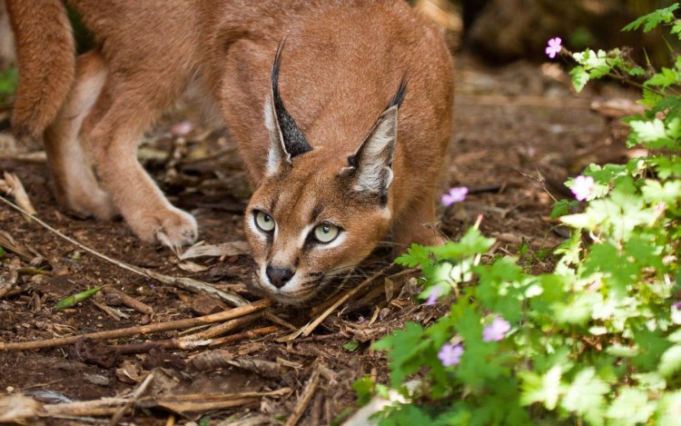 Сервал и каракал