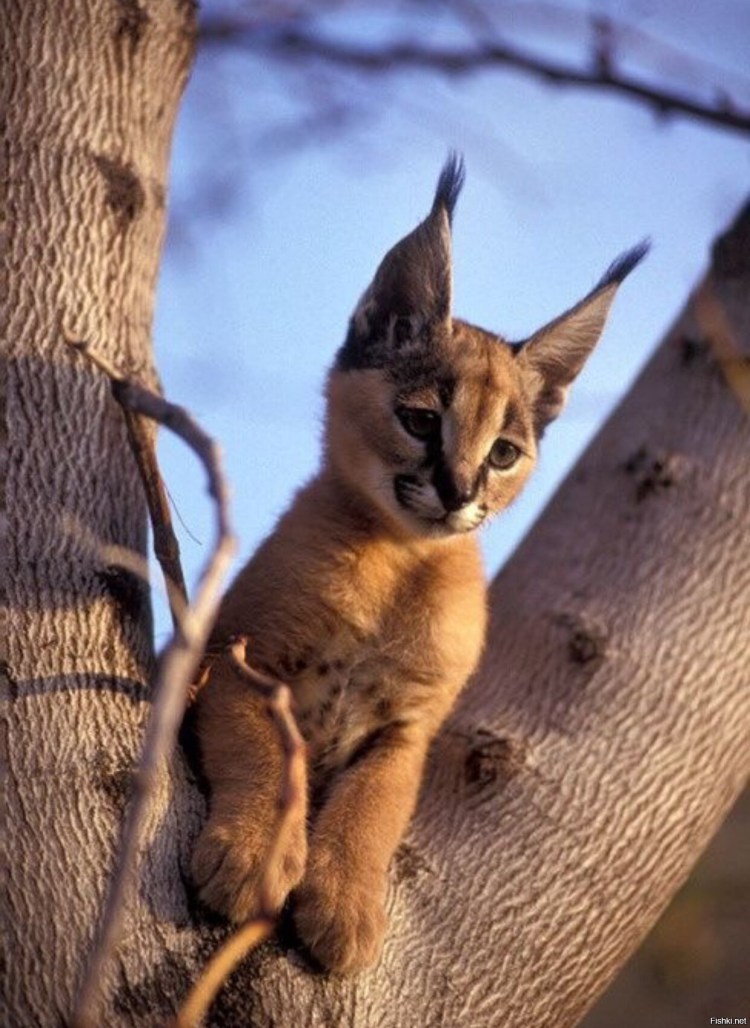 Каракал альбинос