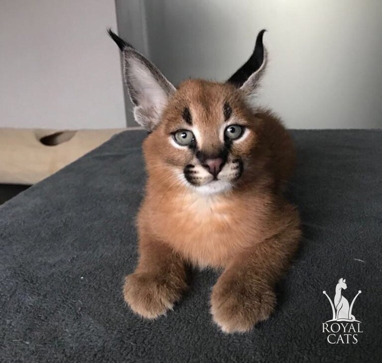 Каракал и каракет