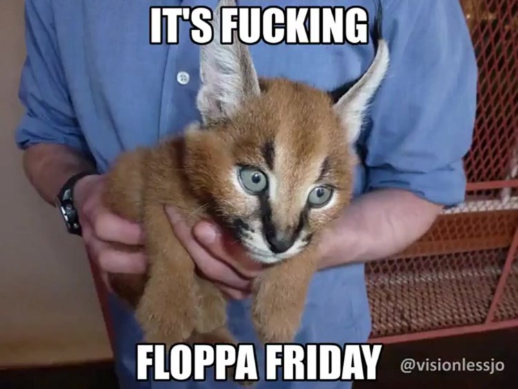 Сервал и каракал