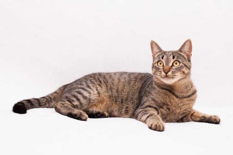 Камышовый кот полосатый