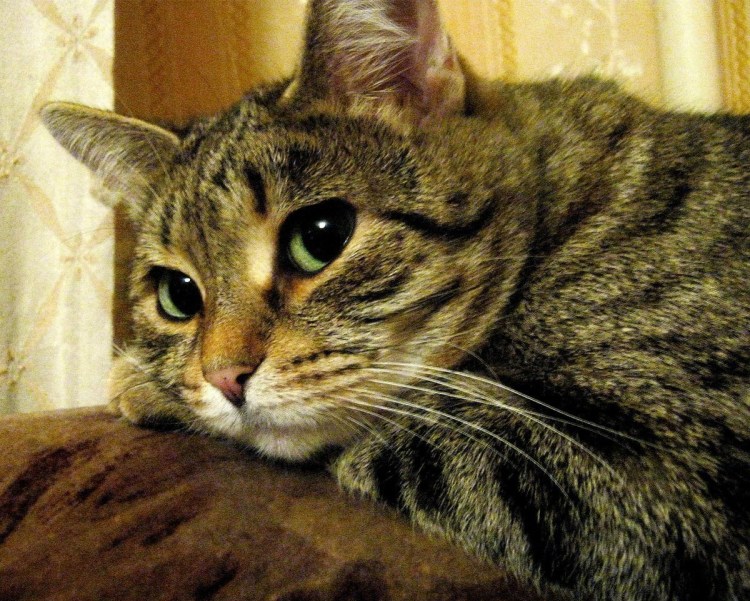 Сибирский камышовый кот