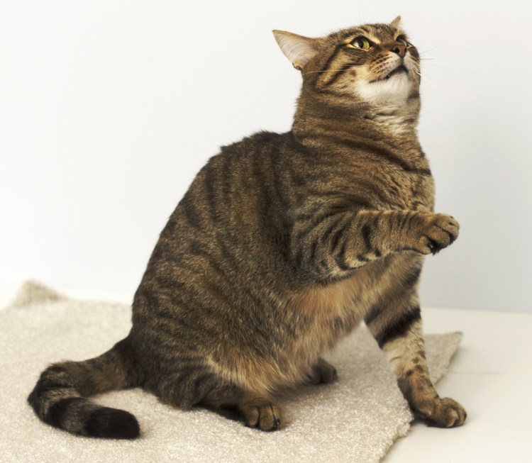 Кошка Камышовой окраски