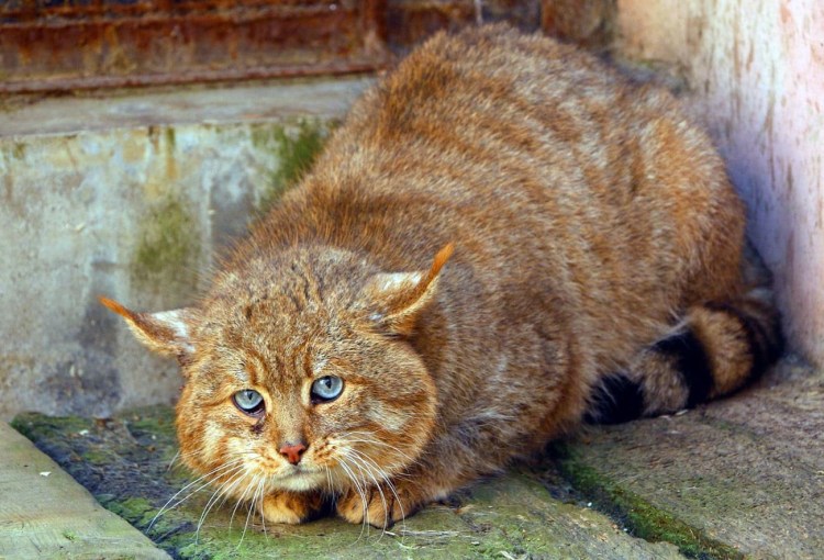 Табби камышовый