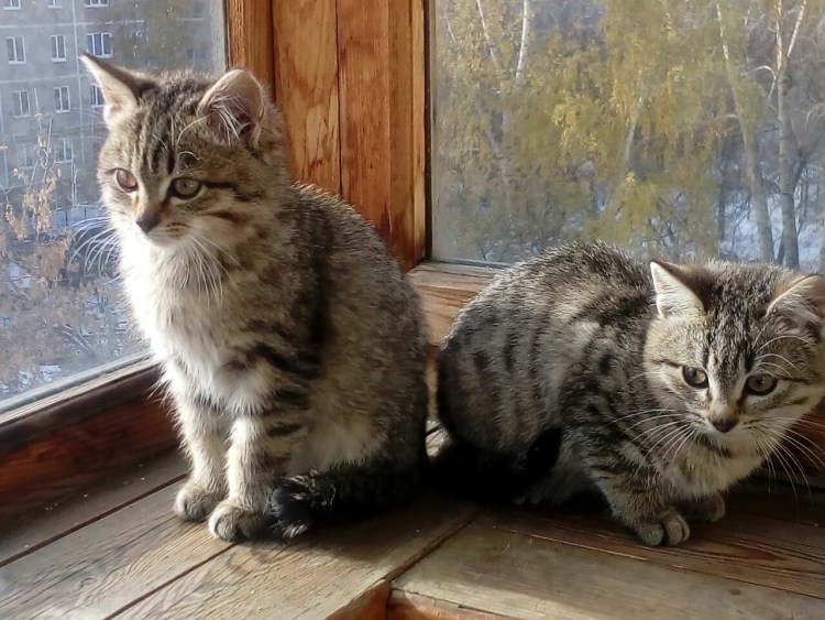 Лесной камышовый кот