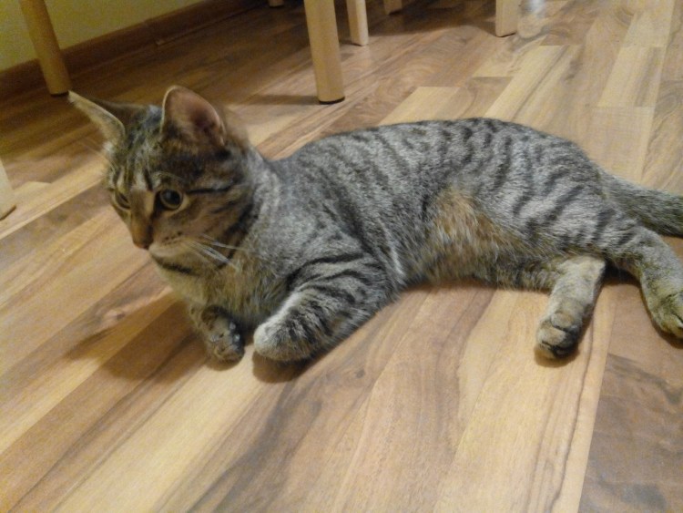 Камышовый кот котята