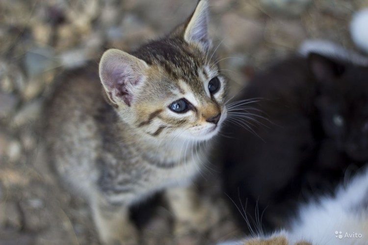 Кошки камышового окраса порода