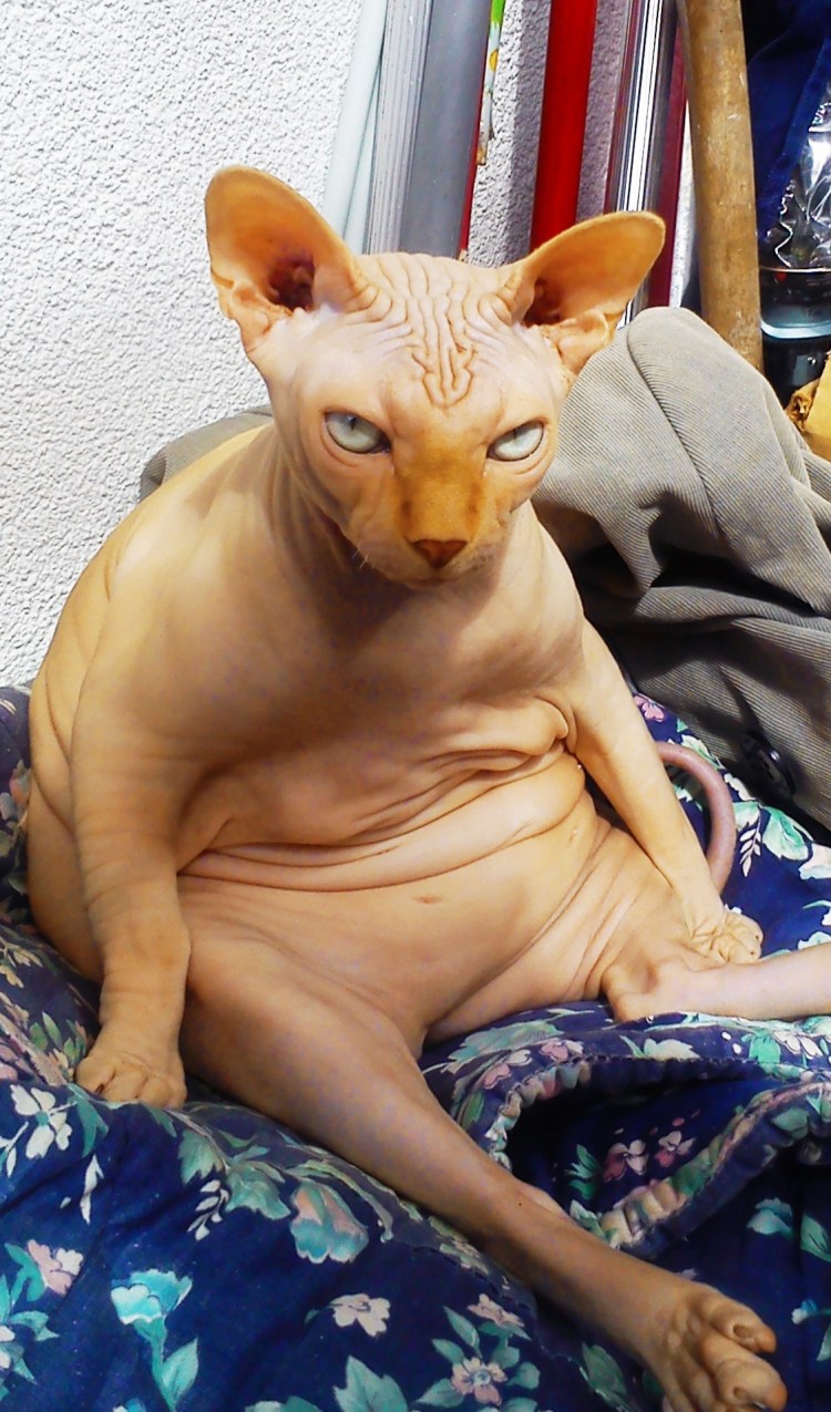 Донской сфинкс толскты