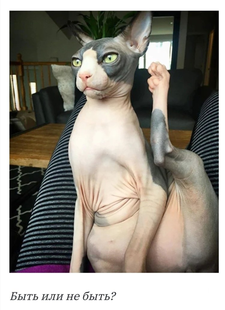 Толстый сфинкс котенок