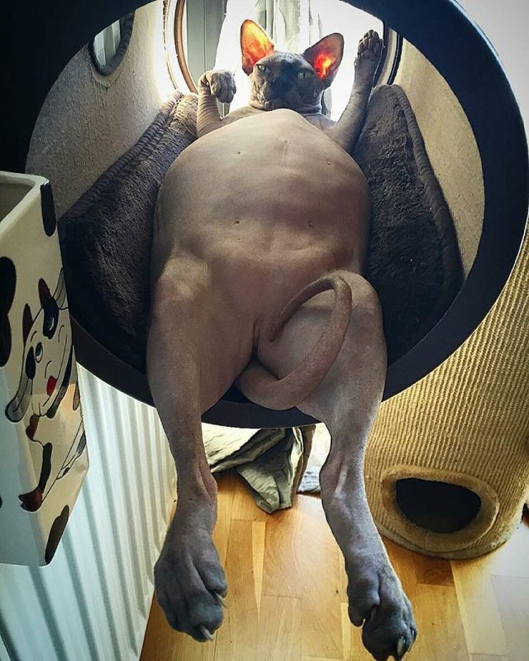 Канадский сфинкс ожирение