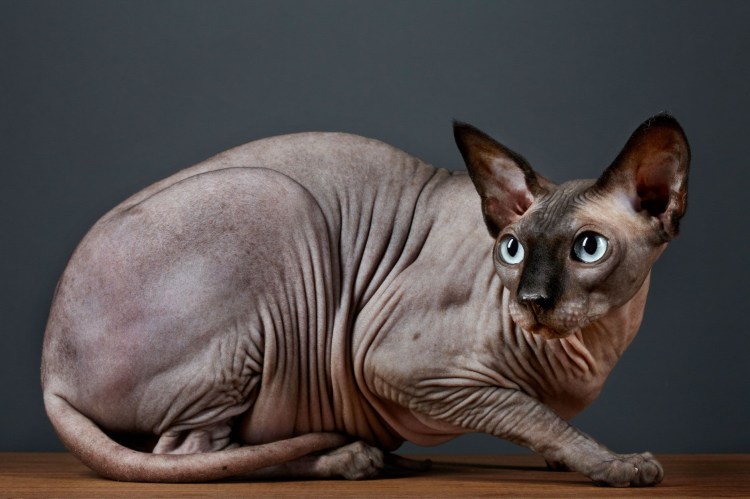 Spotted Sphinx Cat