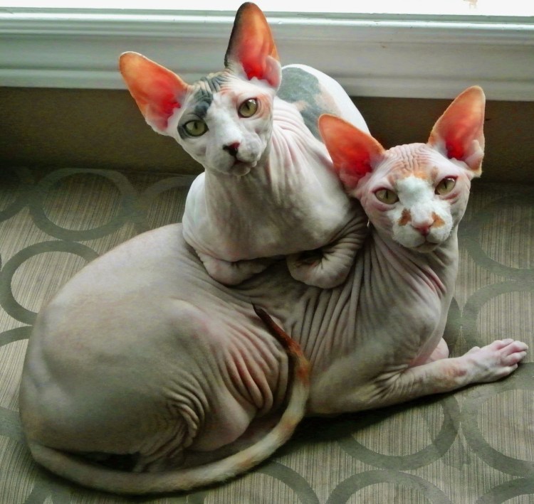 Донской сфинкс упитанный