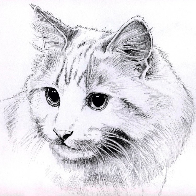 Уроки рисования кошек