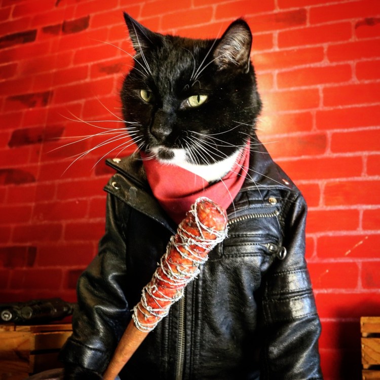 Крутой кот в очках