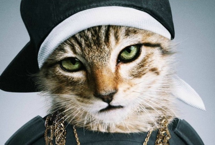 Кошка в кепке