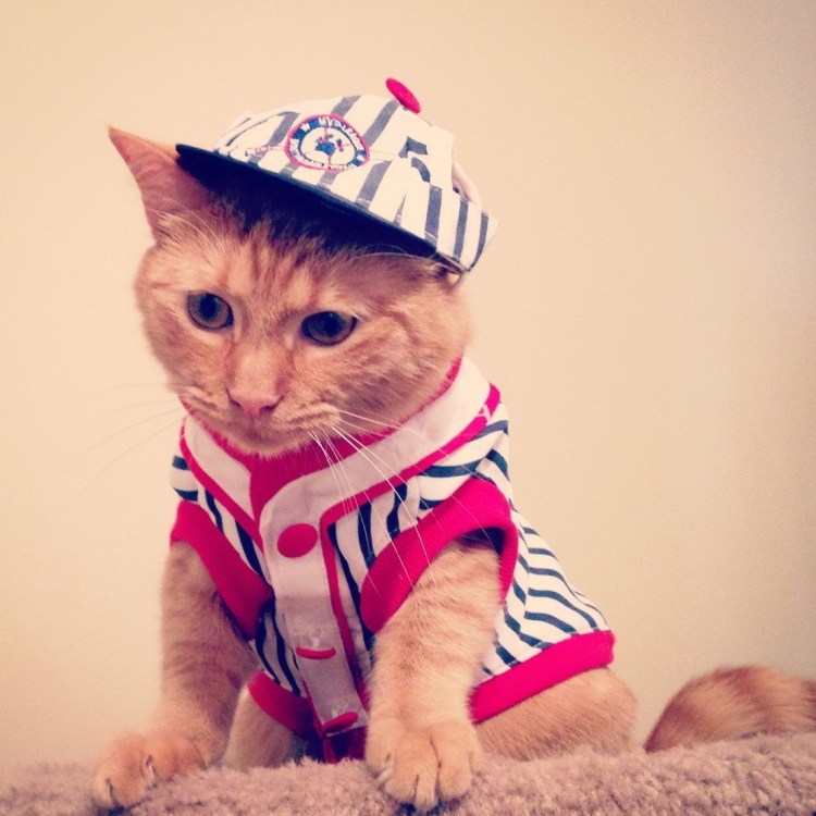 Кошечка в очках