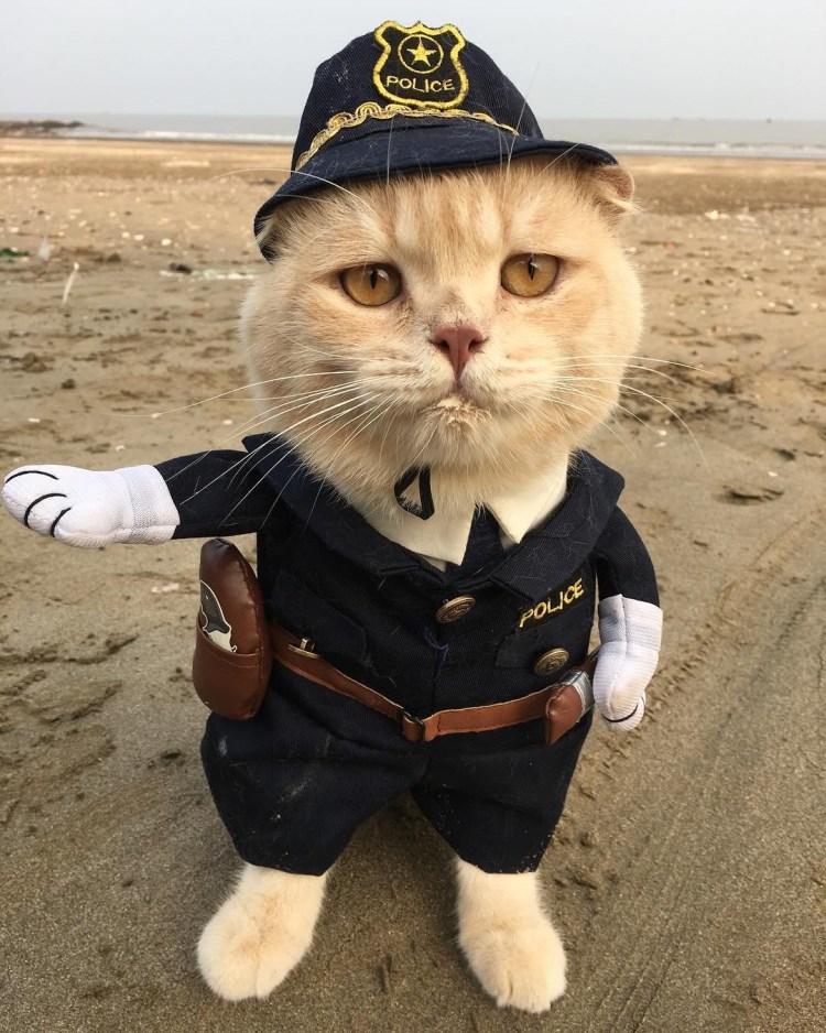 Крутой кот в очках