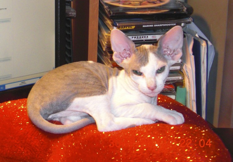 Кошка сфинкс метис