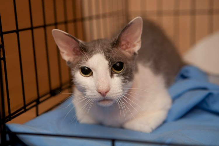 Метиз сфинкса и волосатой кошки