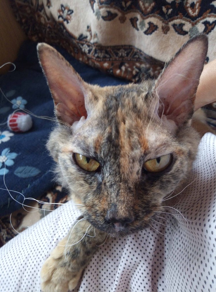 Метис рэгдолла и сфинкса