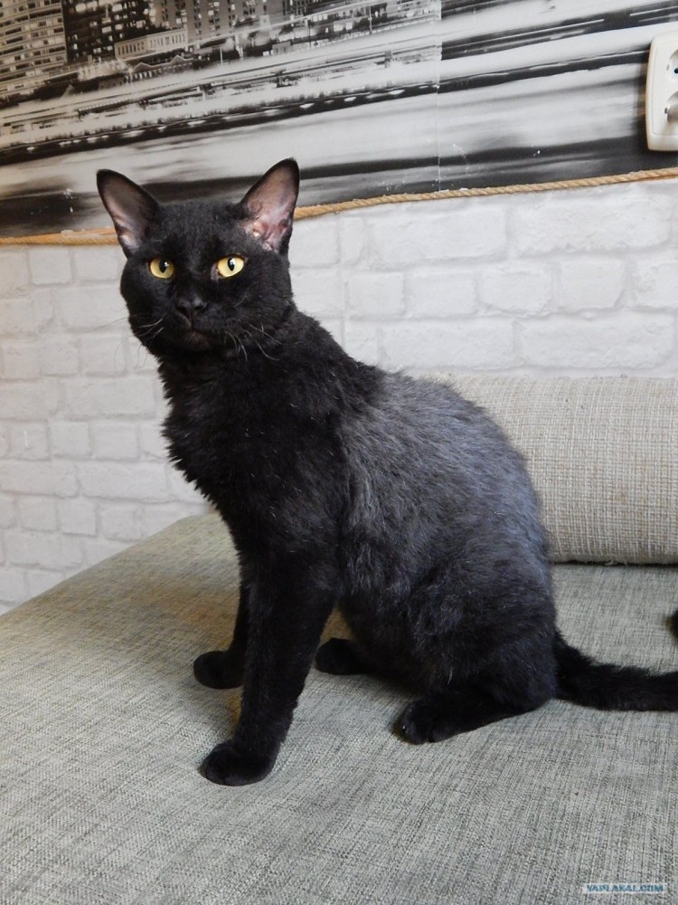 Смесь сфинкса и британца