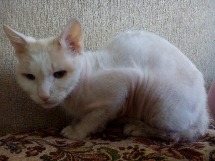 Кошка сфинкс метис