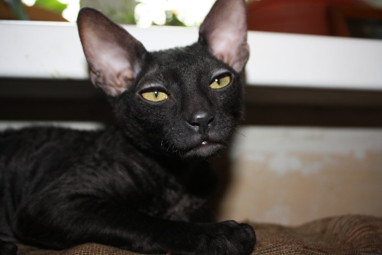 Смесь сфинкса и британца