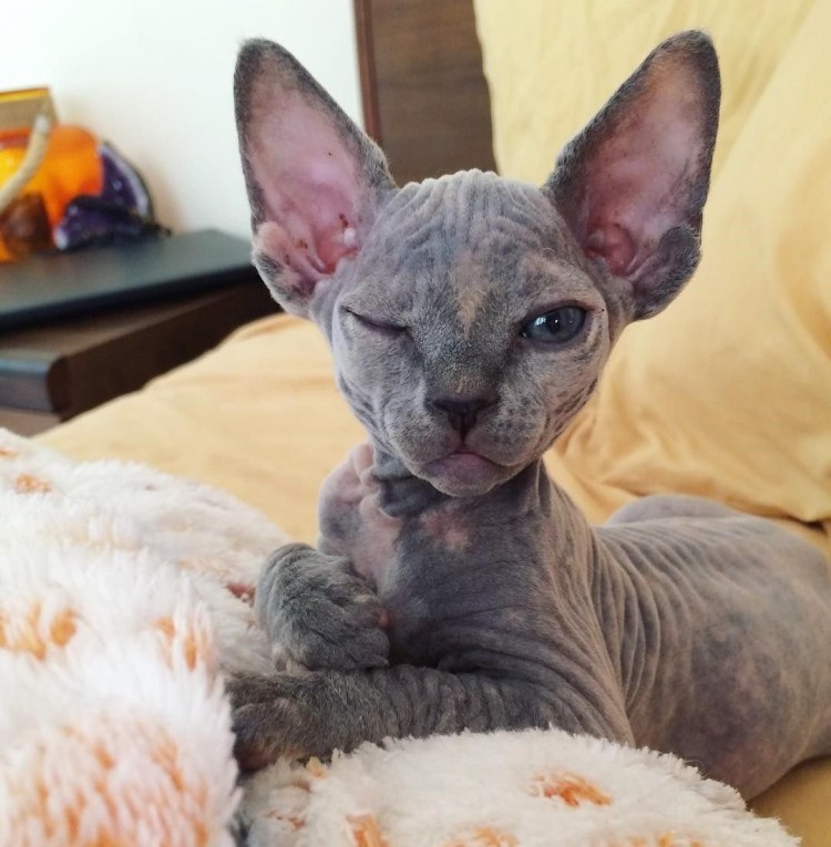 Донской сфинкс велюр