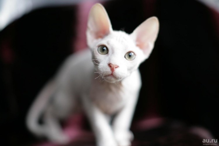 Сфинкс флок