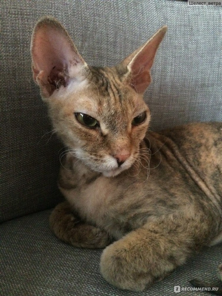 Кошка сфинкс Донской велюровый