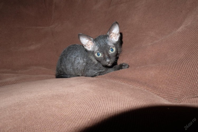 Донской сфинкс велюровый черный