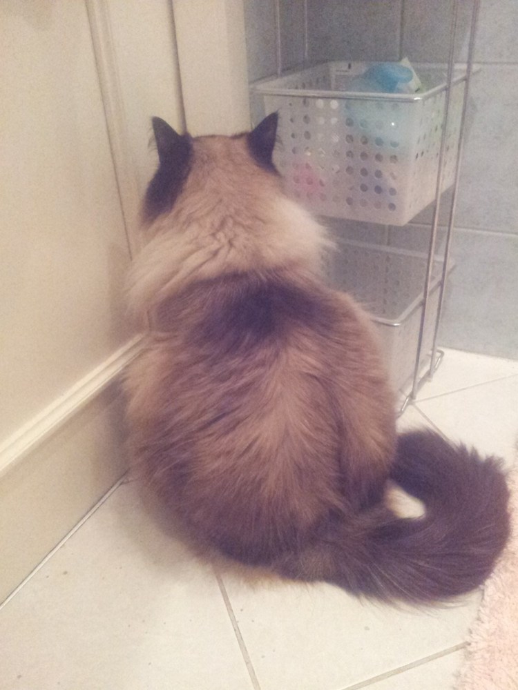 Кот отвернулся