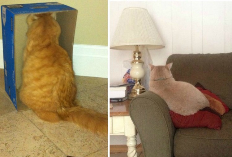 Кот отвернулся