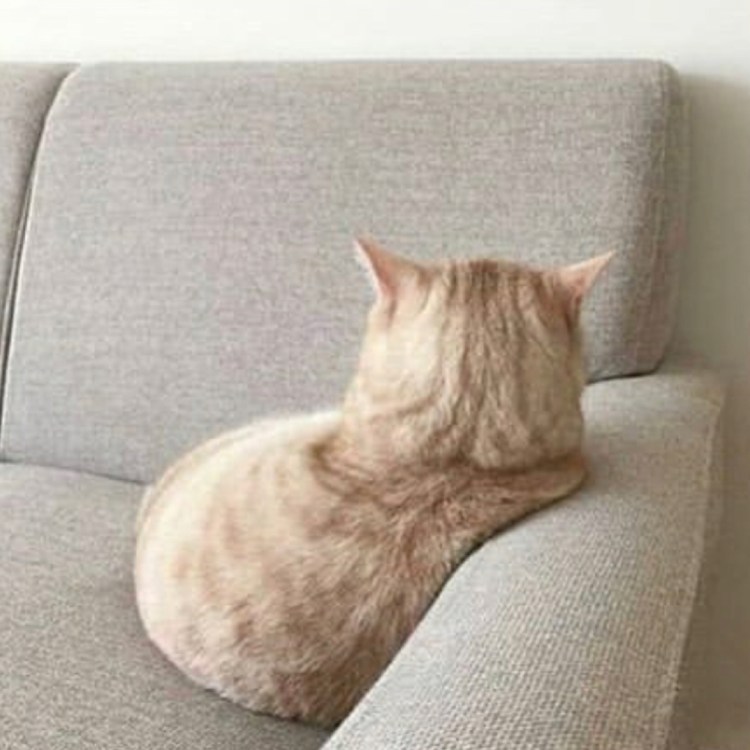 Обиженные коты