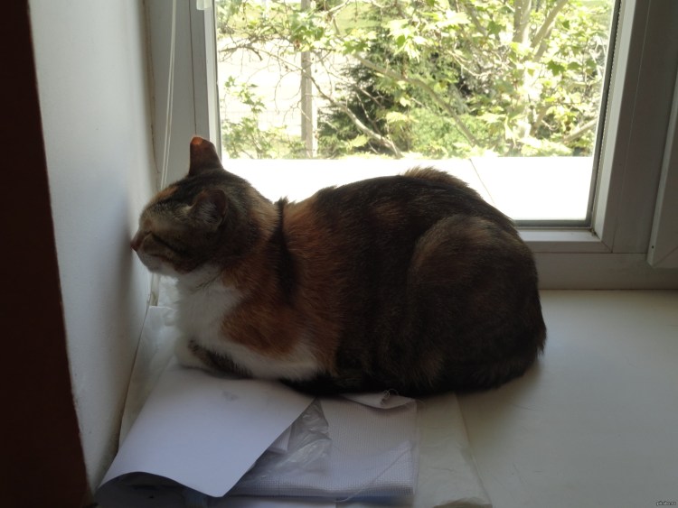 Собака упирается головой в стену