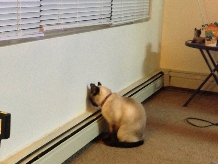 Обиженный кот в углу