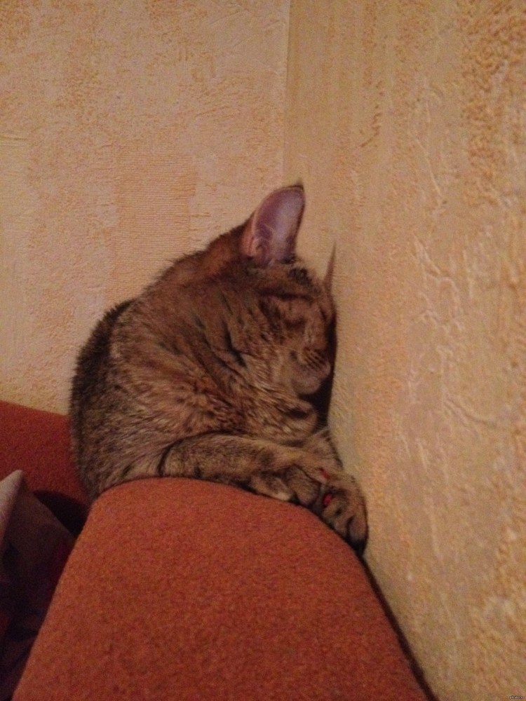 Отвернулся к стене