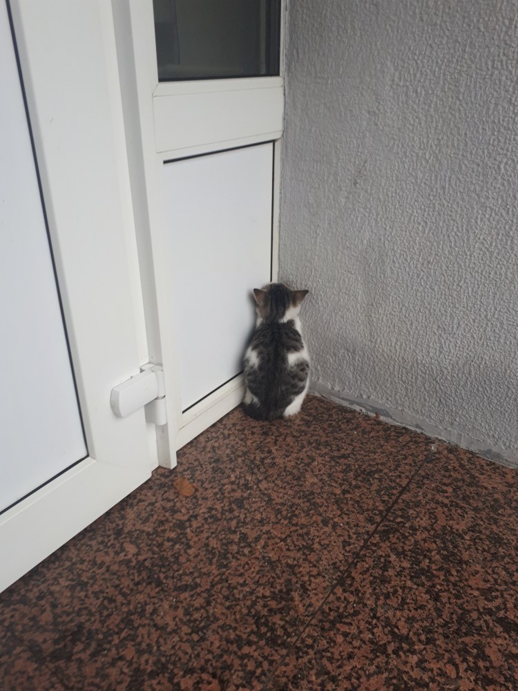 Белый кот отвернулся