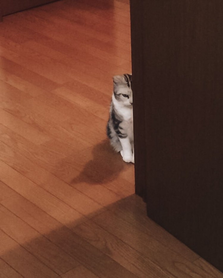 Кот обиделся