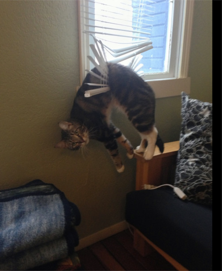 Кот на стене