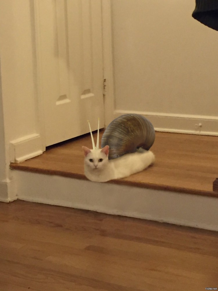 Кот пялится в стену