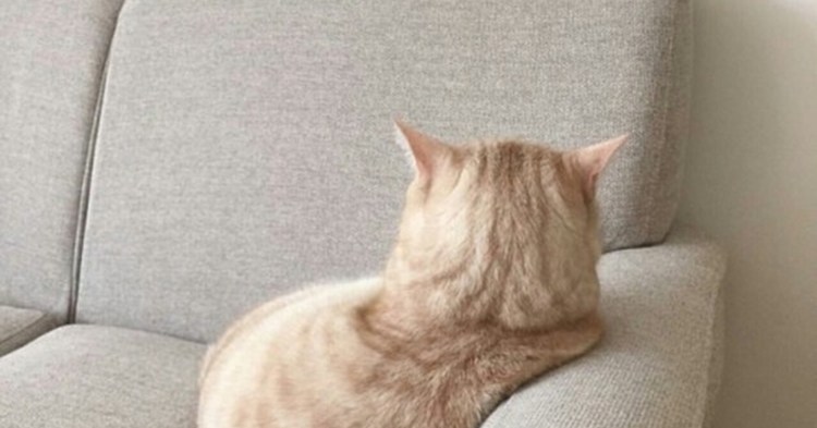 Котенок отвернулся