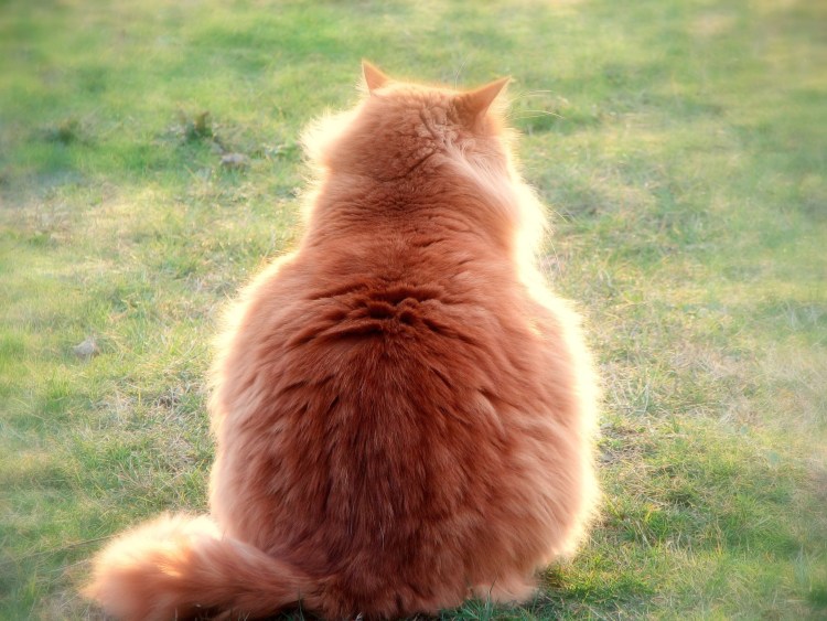 Котенок уткнулся носом