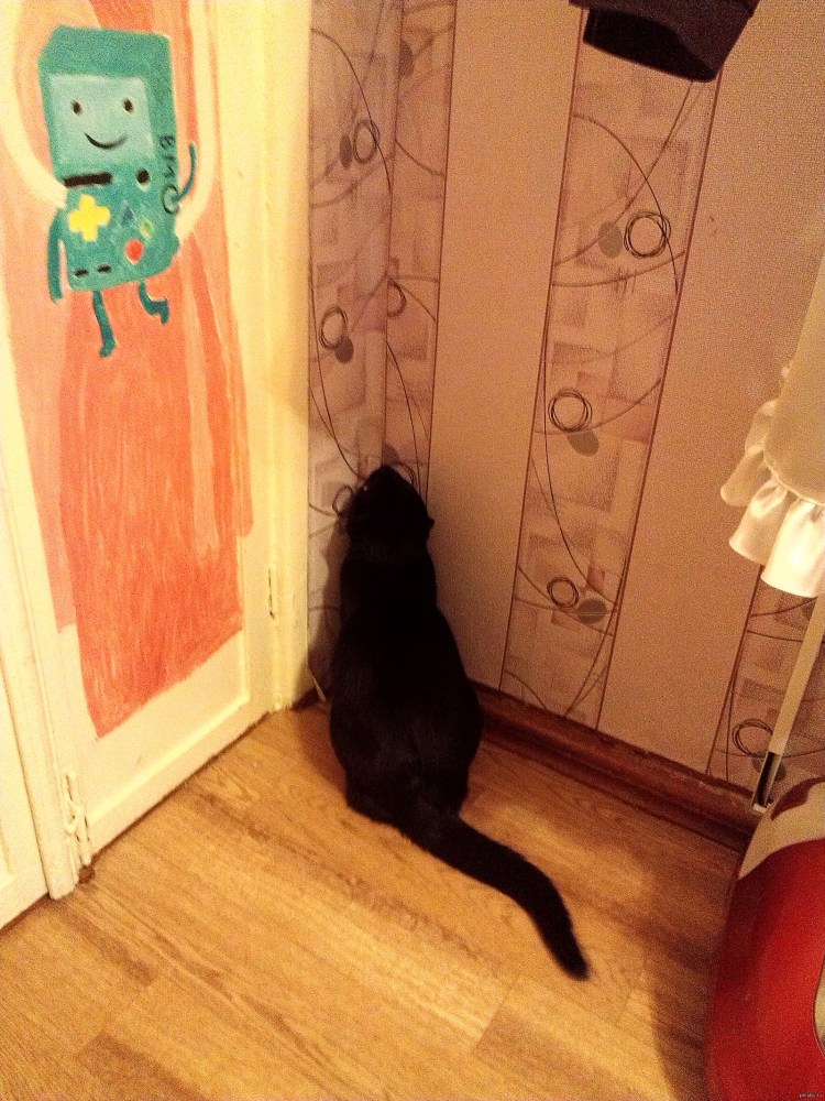 Кот протискивается в дверь