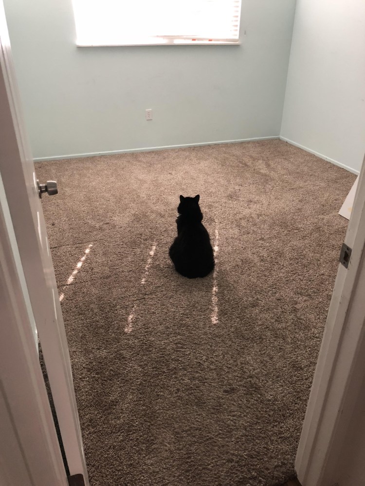 Кот головой об стену